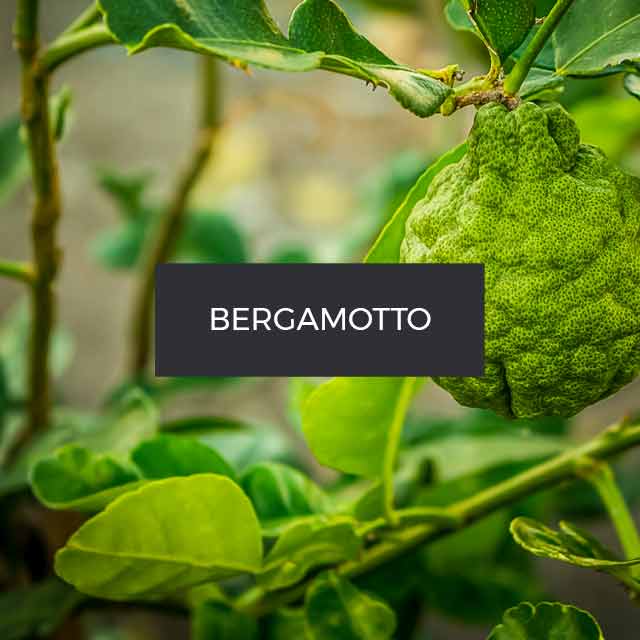 Fragranza Bergamotto. Calabria.