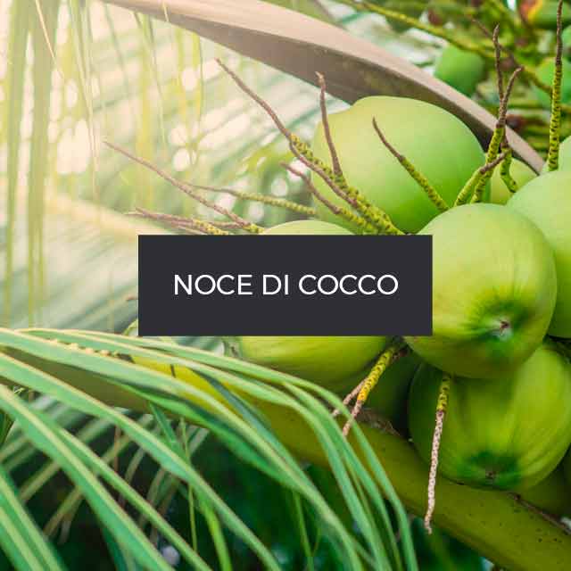 Fragranza: Noce di Cocco. Messico.