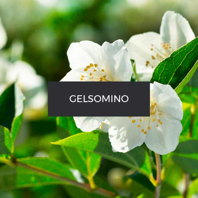 Fragranza: Gelsomino. valle di Grasse.