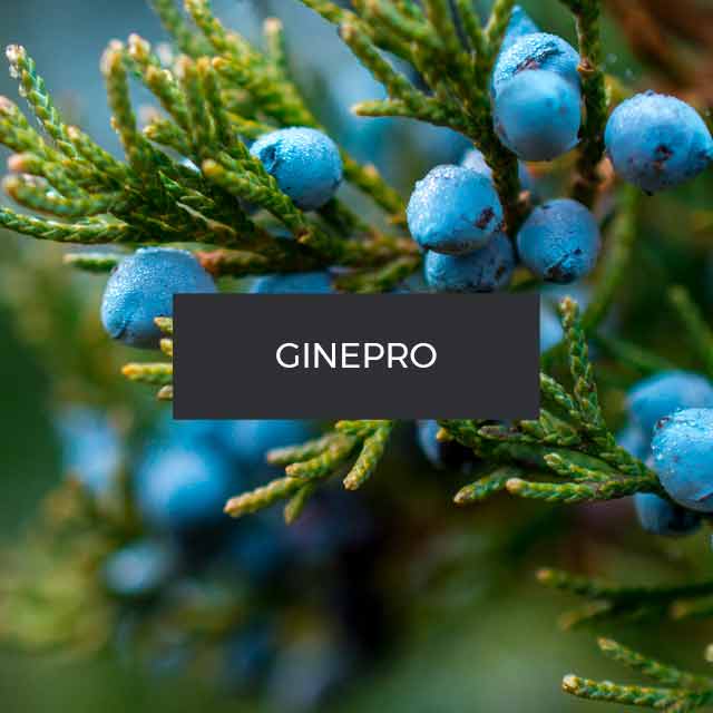 Fragranza: Ginepro. Canada.