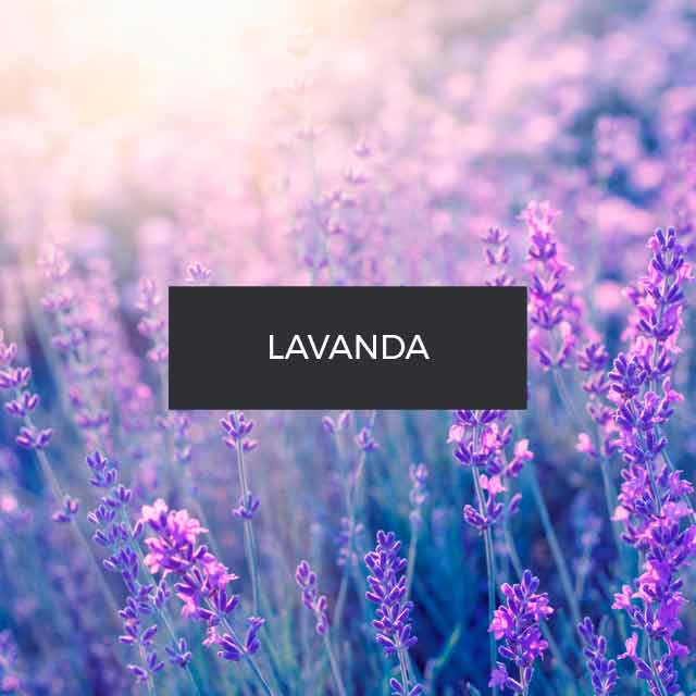 Fragranza: Lavanda. Provenza.