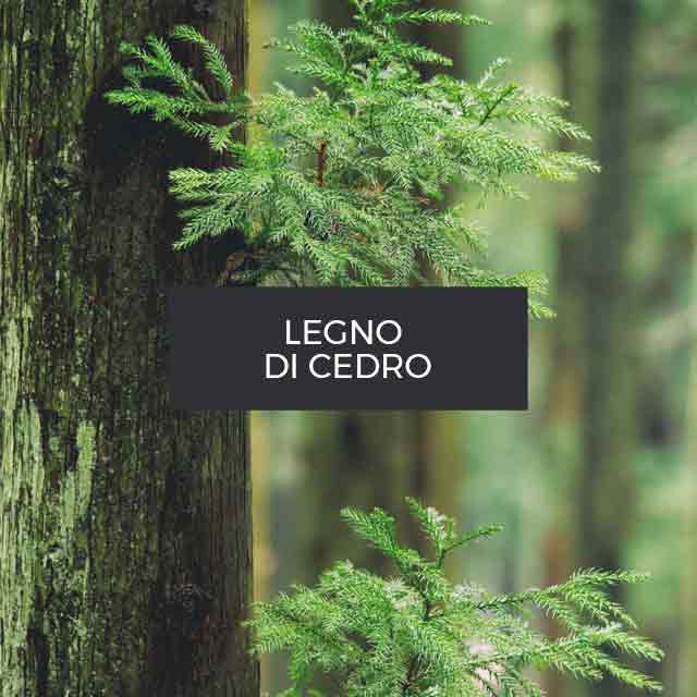 Fragranza: Legno di Cedro. Virginia.