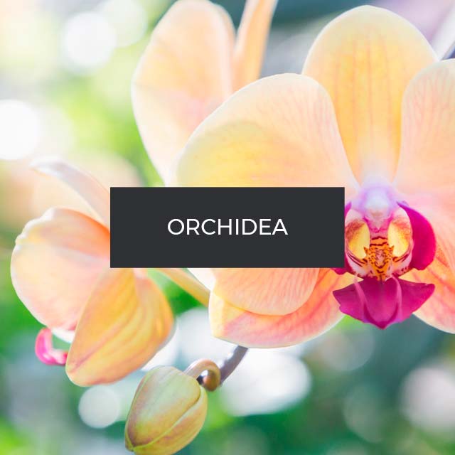 Fragranza: Orchidea. Indonesia.