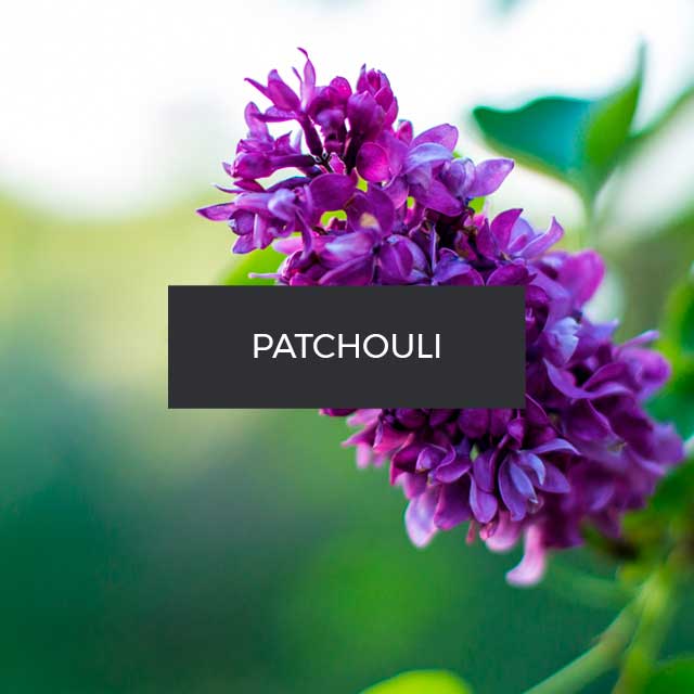 Fragranza Patchouli. Malesia.