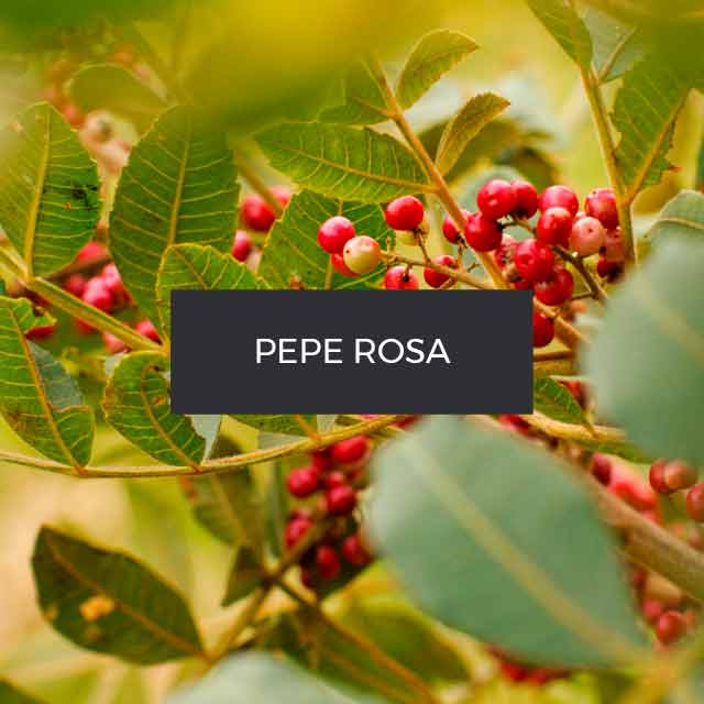 Fragranza: Pepe Rosa. Bolivia.