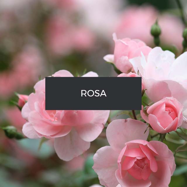 Fragranza: Rosa. Turchia.